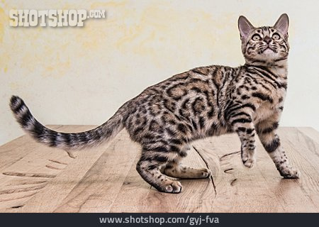 
                Katze, Bengalkatze, Hauskatze                   