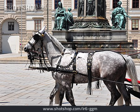 
                Wien, Perd, Pferdekutsche, Fiaker                   