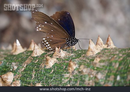 
                Schmetterling, Euploea Core                   