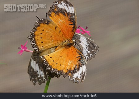 
                Schmetterling, Paarung                   