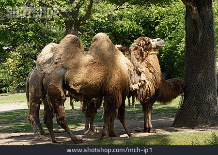 
                Kamel, Trampeltier                   