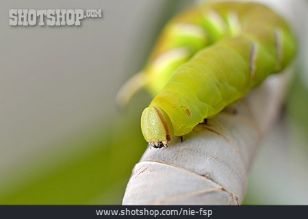 
                Caterpillar, Hawk Moth                   