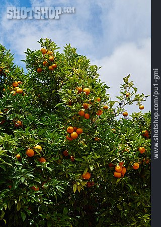 
                Orangenplantage, Orangenbäume                   