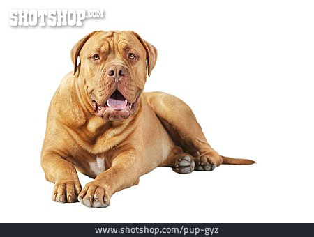 
                Hund, Bordeauxdogge                   