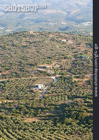 
                Griechenland, Plantage, Kreta, Olivenbäume                   