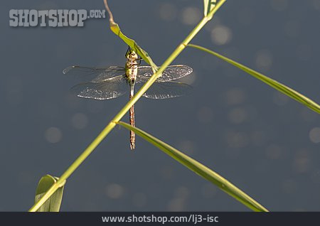 
                Libelle, Gefleckte Heidelibelle                   