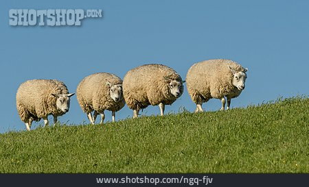 
                Schafe, Deichschaf                   
