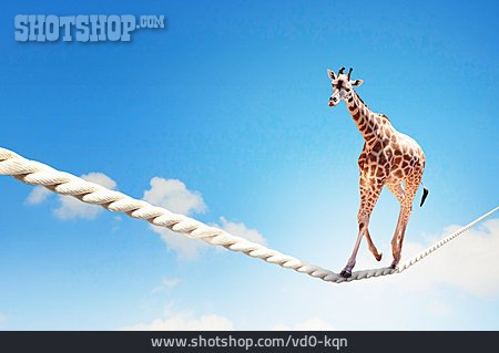 
                Balance, Giraffe, Drahtseilakt                   