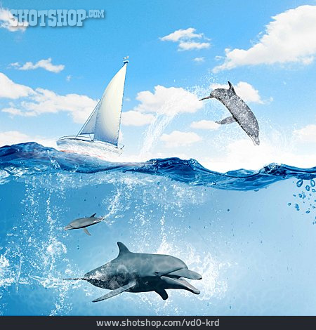 
                Meer, Segelboot, Delfin                   