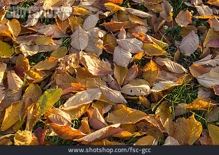 
                Herbstblätter, Laubfärbung                   