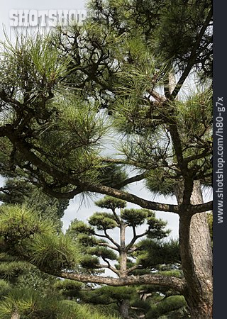 
                Nadelbäume, Japanische Schwarzkiefer                   