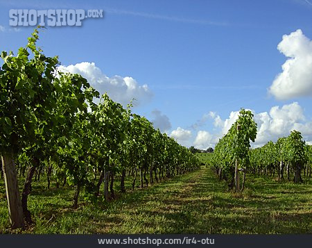 
                Weinbau, Weinberg, Weingarten                   