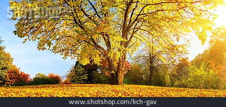 
                Herbstwald, Laubbaum, Laubfärbung                   