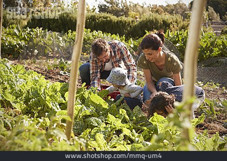
                Familie, Gemeinsam, Gemüseernte                   