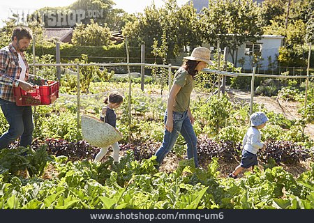 
                Familie, Selbstversorger, Gemüseernte                   