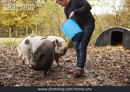 
                Füttern, Landwirt, Schweine                   
