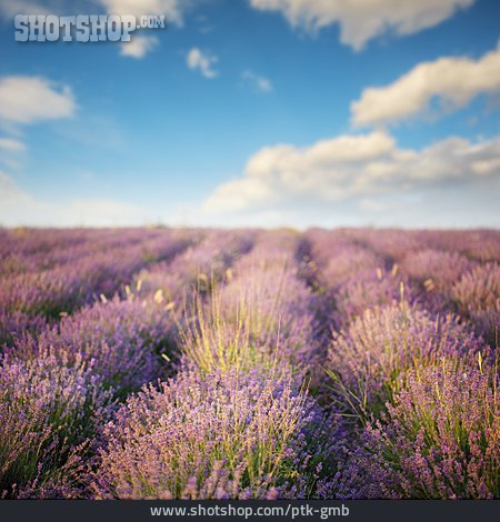 
                Lavendel, Lavendelfeld                   