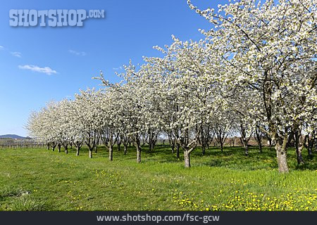 
                Kirschbaum, Frühling, Obstbaum, Obstanbau, Obstwiese                   