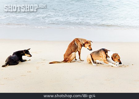 
                Sri Lanka, Straßenhund                   
