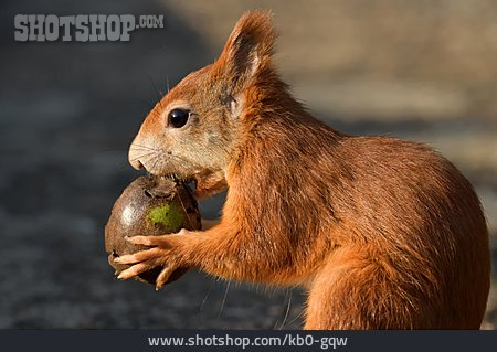 
                Eichhörnchen                   