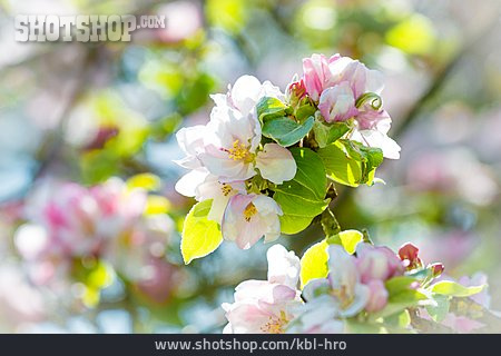 
                Obstblüte, Apfelbaumblüte                   