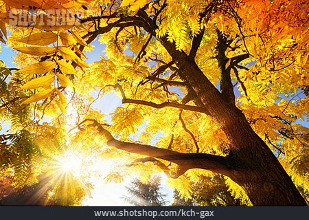 
                Landschaft, Blattwerk, Laubfärbung, Blätterdach, Herbstlicht                   