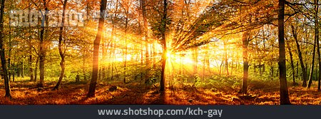 
                Wald, Sonnenstrahlen, Goldener Herbst                   