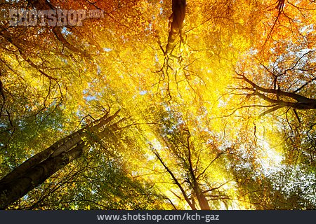 
                Baumkrone, Blattwerk, Laubfärbung, Goldener Herbst                   