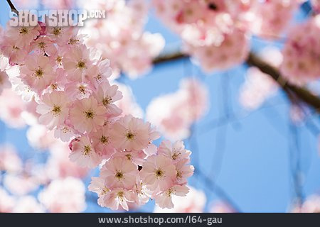 
                Blüte, Kirschblüte, Japanische Kirschblüte                   