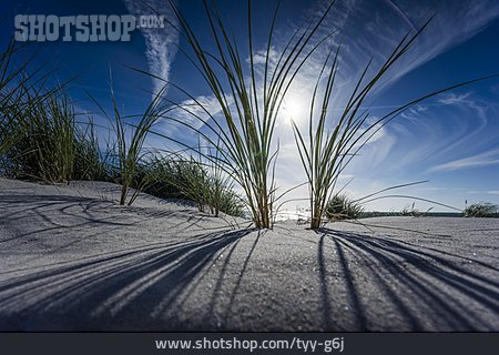 
                Dune, Marram Grass                   