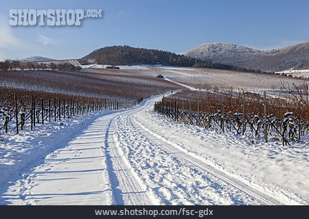 
                Winter, Weinberg, Pfälzerwald                   