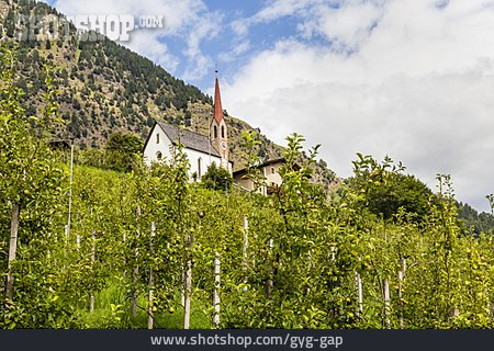 
                Südtirol, Obstplantage                   
