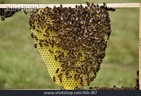 
                Bienenzucht, Bienenwabe, Bienenschwarm                   