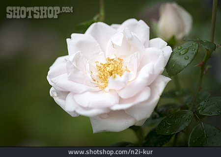 
                Rosenblüte, Kletterrose                   