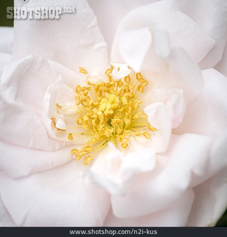 
                Blütenstempel, Rosenblüte                   