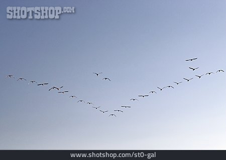 
                Formation Flight, Swarm Of Birds, Whooper Swan                   