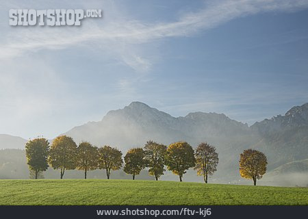 
                Baumreihe, Berchtesgadener Land, Hochstaufen                   