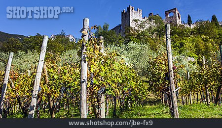 
                Trentino, Weinanbaugebiet                   