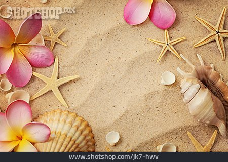 
                Muscheln, Strandurlaub, Sommerurlaub                   
