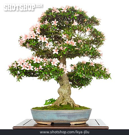 
                Rhododendron, Bonsaibaum, Satsuki Azalee                   