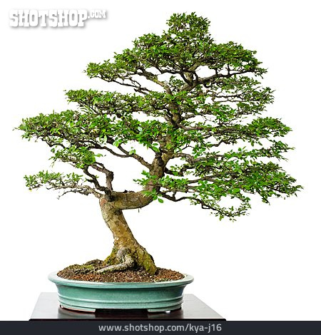 
                Ulme, Bonsaibaum, Chinesische Ulme                   