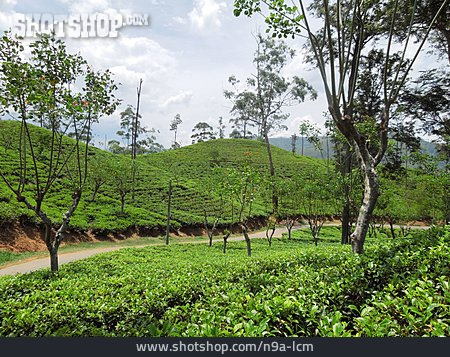 
                Teeplantage, Sri Lanka, Ceylon                   