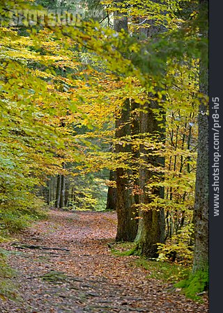 
                Waldweg, Herbstwald                   
