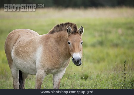 
                Przewalski-pferd                   