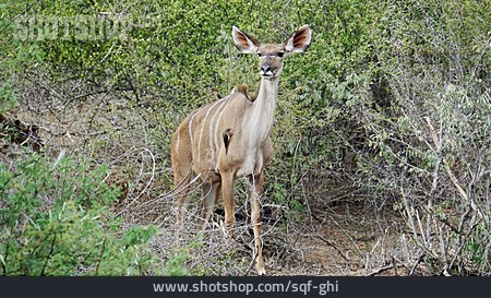 
                Kudu, Rotschnabel-madenhacker                   