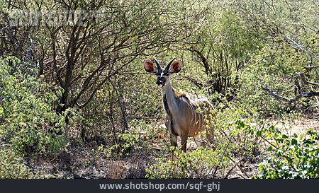 
                Antilope, Kudu                   