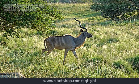 
                Antilope, Sambesi-großkudu                   