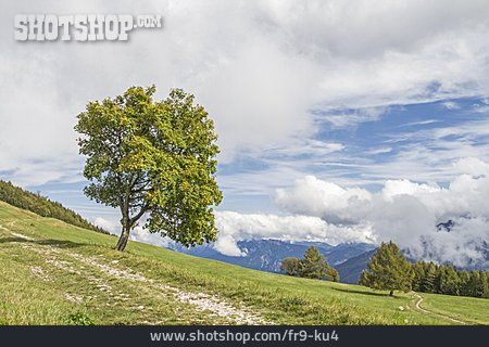 
                Ahornbaum, Trentino, Gardaseeberge                   