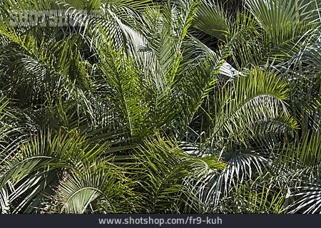 
                Palmblätter, Gewöhnliche Geleepalme                   