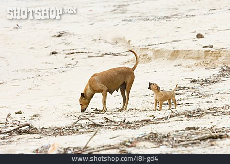
                Hund, Futtersuche, Sri Lanka                   